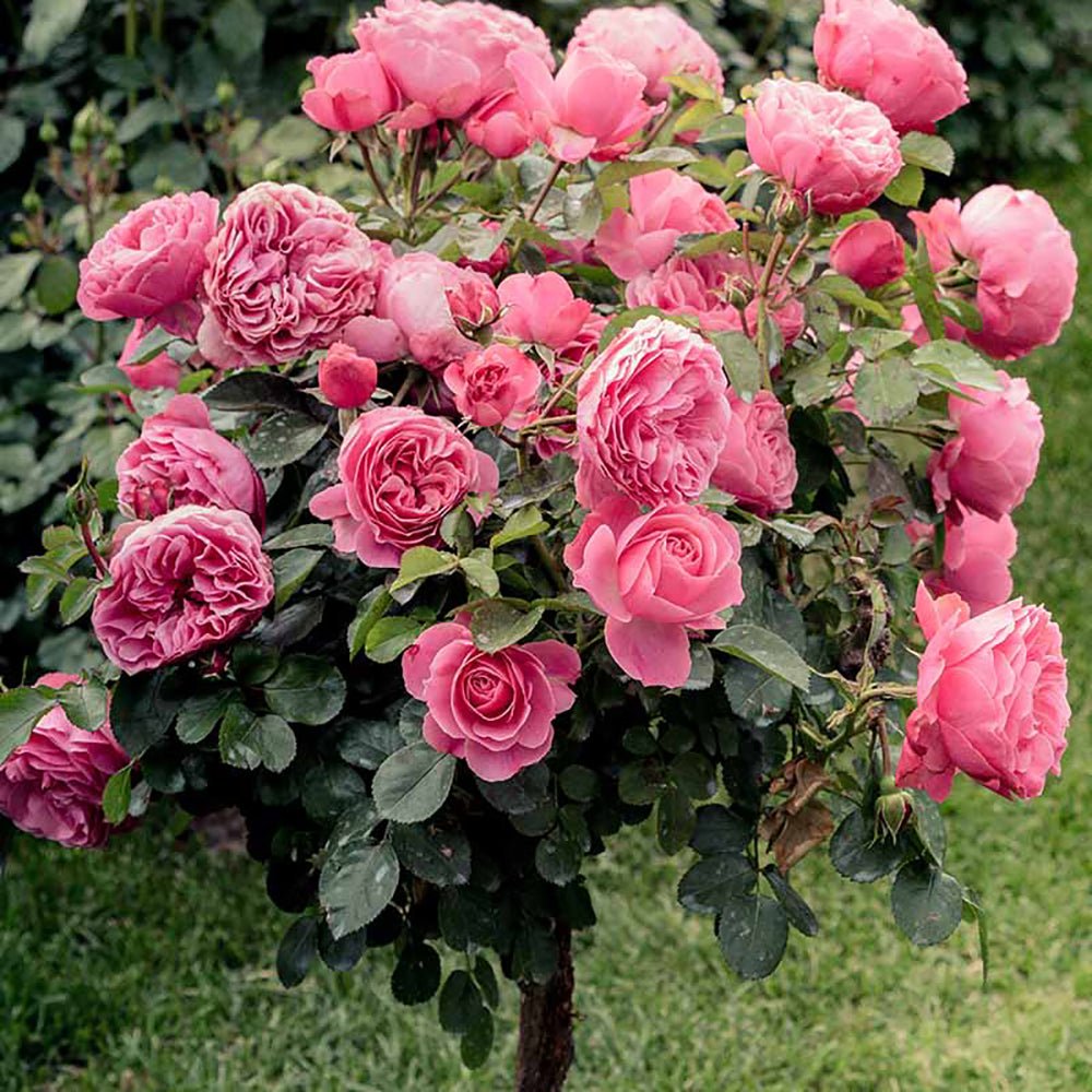 Trandafir Pomisor roz-inchis Royal Pink, inflorire repetata