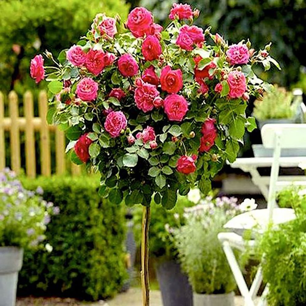 Trandafir Pomisor roz-inchis Royal Pink, inflorire repetata