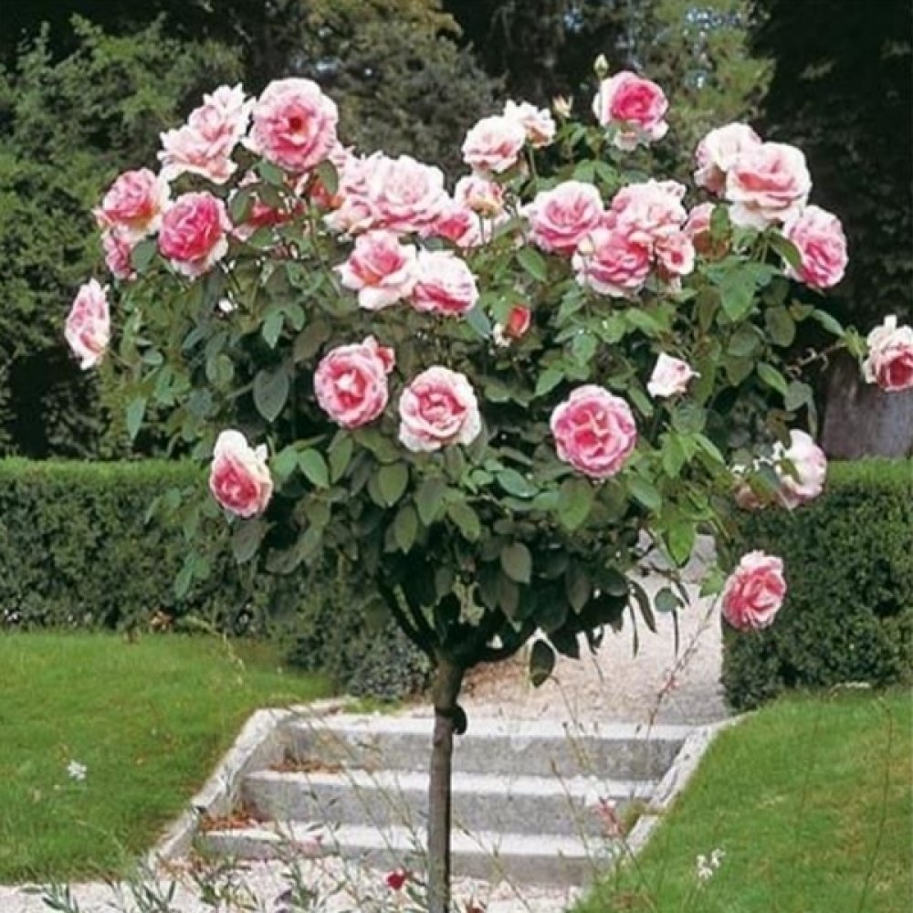 Trandafir Pomisor roz-inchis Royal Pink, inflorire repetata