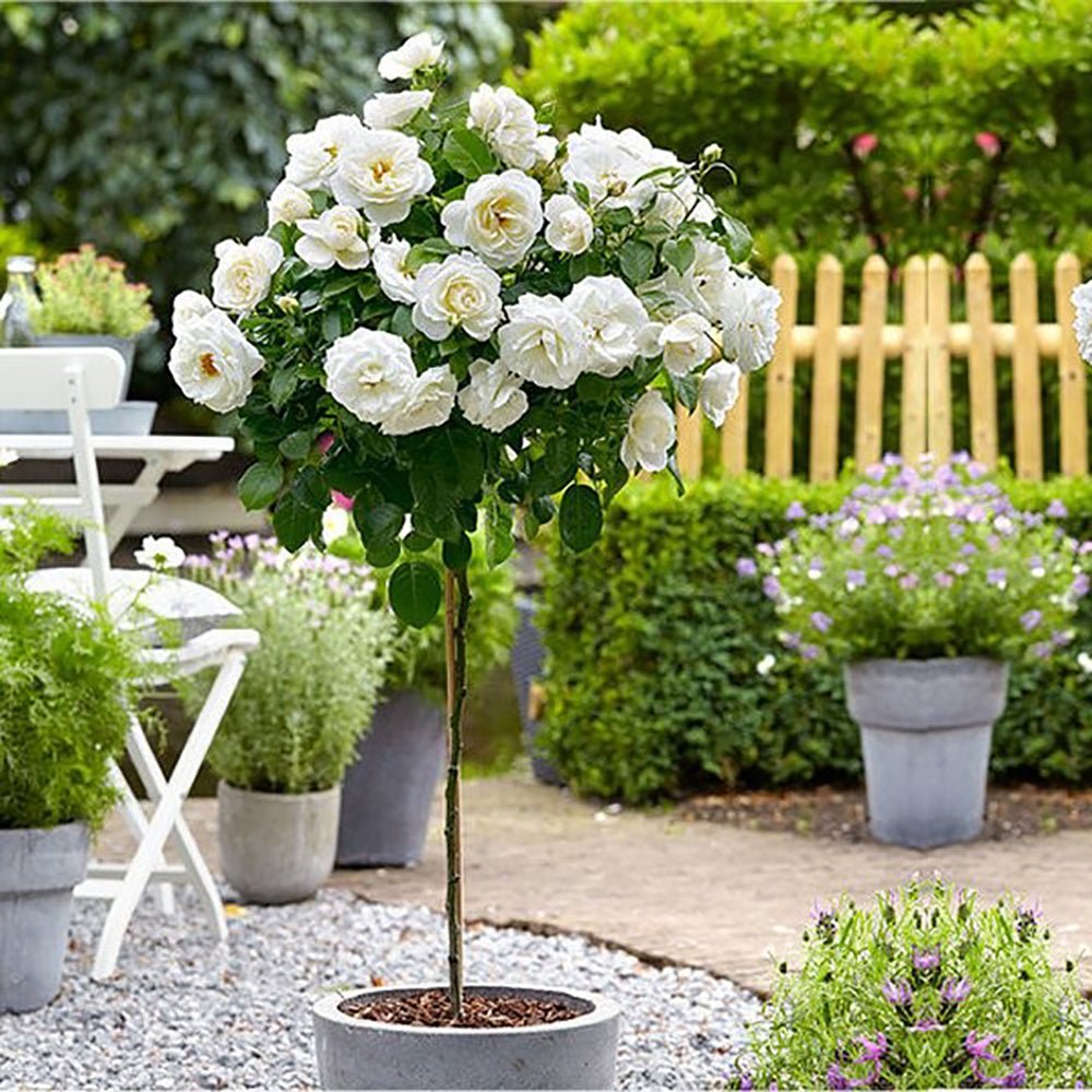 Trandafir Pomisor Alb Royal White, inflorire repetata