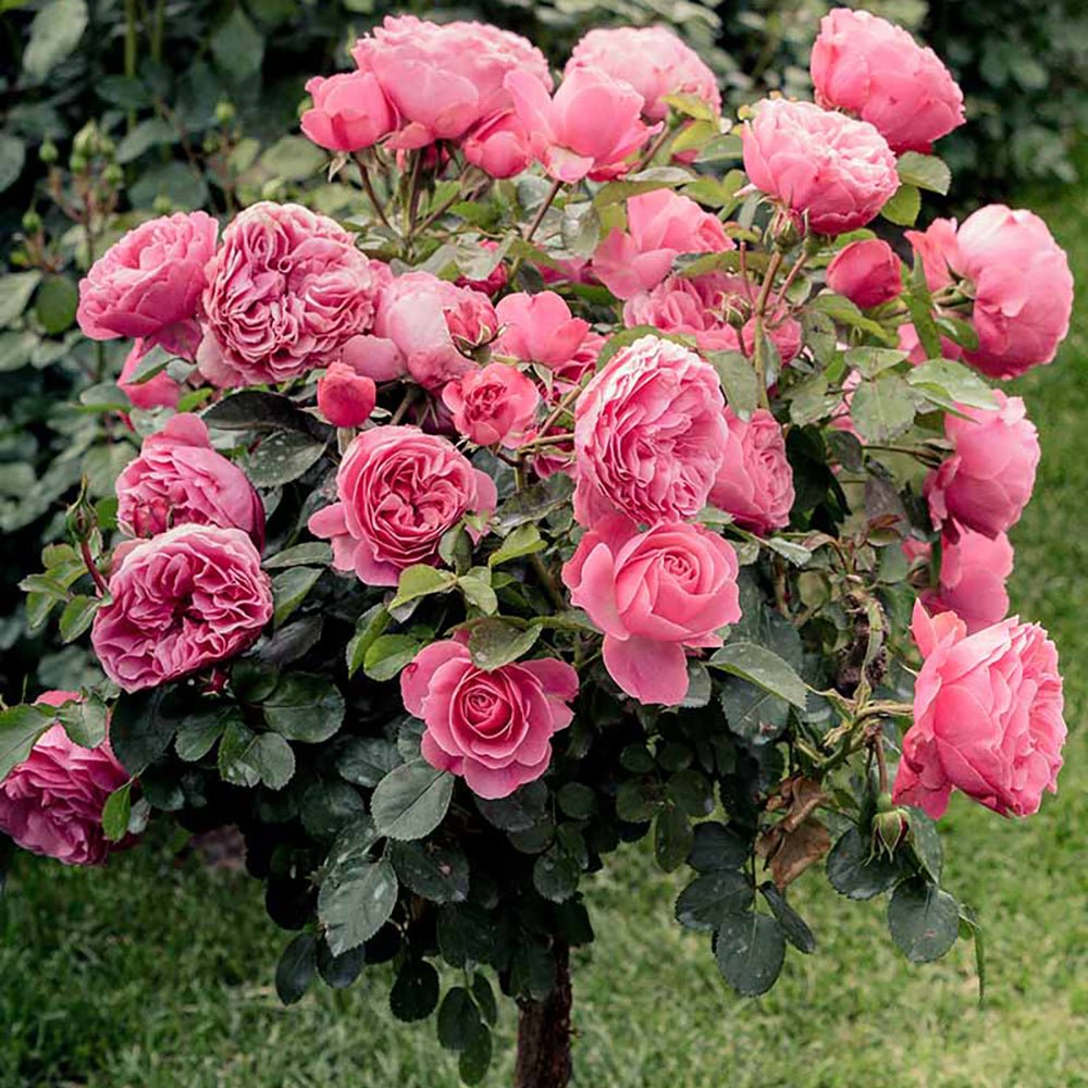 Trandafir Pomisor roz-aprins The Fairy, inflorire repetata