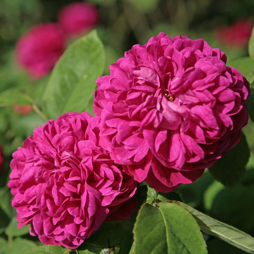 Trandafir de dulceata Teahibrid roz-violet Rose de Rescht, inflorire repetata