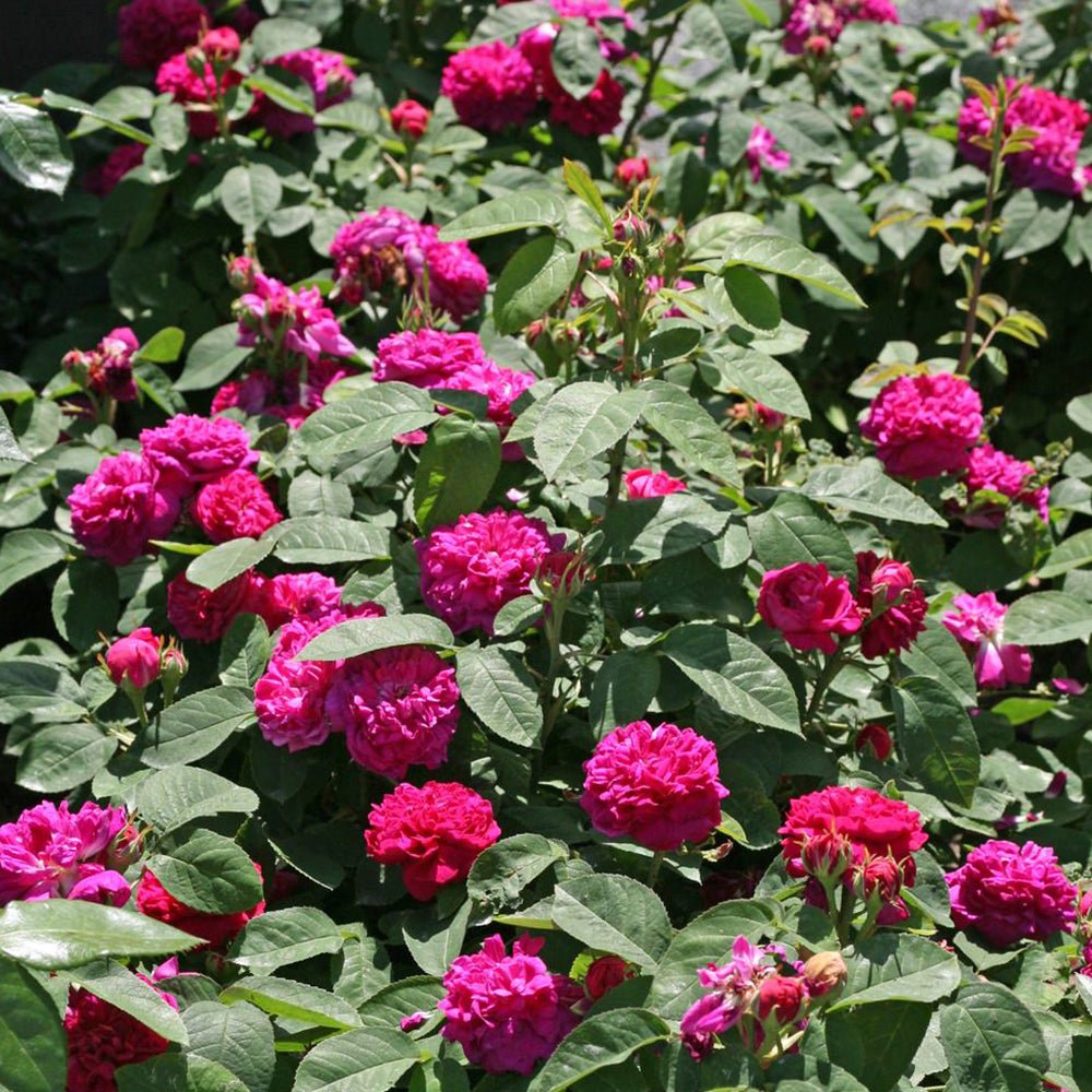 Trandafir de dulceata Teahibrid roz-violet Rose de Rescht, inflorire repetata