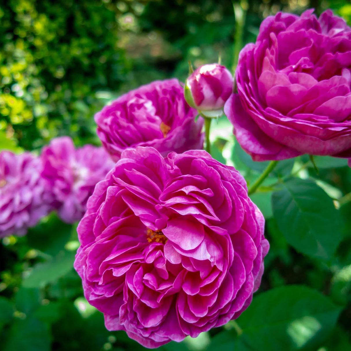 Trandafir de dulceata Teahibrid roz-violet Rose de Rescht, inflorire repetata