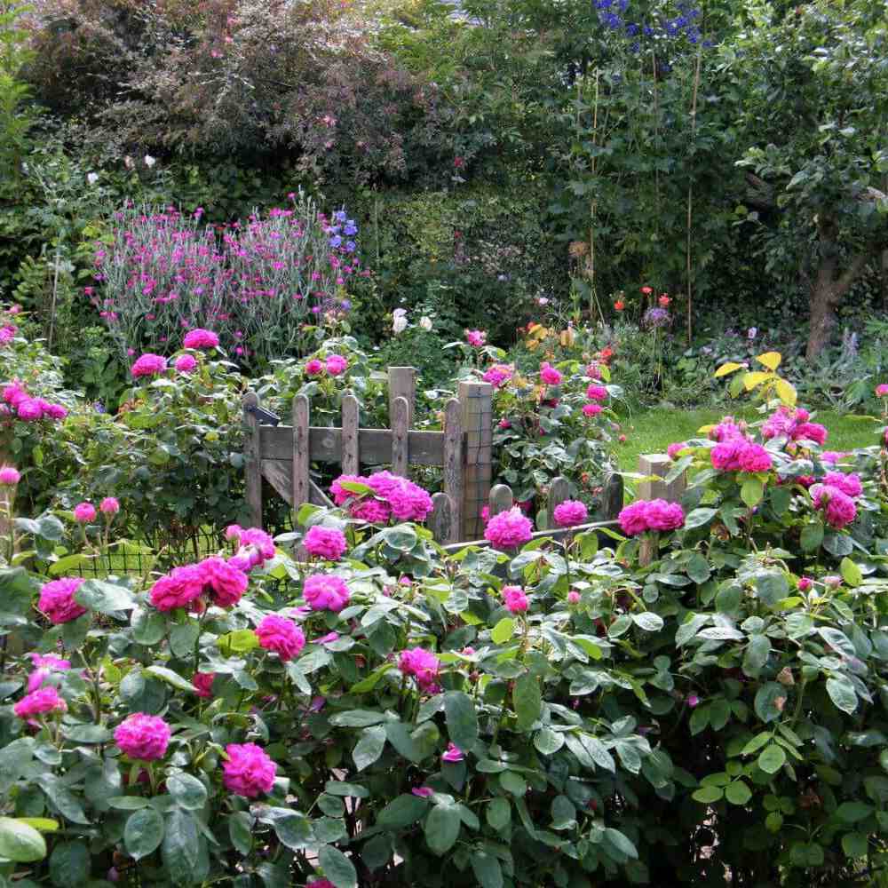 Trandafir de dulceata Teahibrid roz-violet Rose de Rescht, inflorire repetata