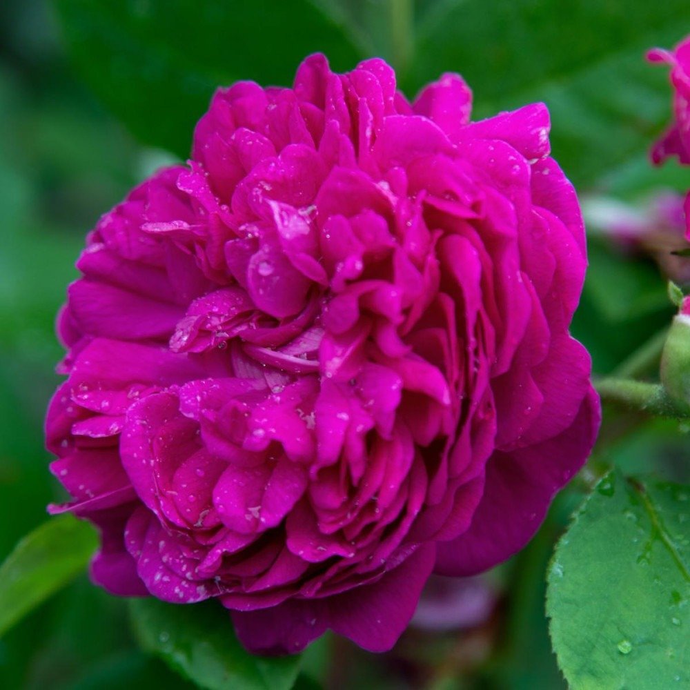Trandafir de dulceata Teahibrid roz-violet Rose de Rescht, inflorire repetata