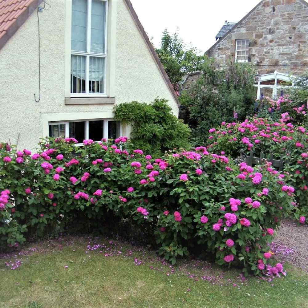 Trandafir de dulceata Teahibrid roz-violet Rose de Rescht, inflorire repetata