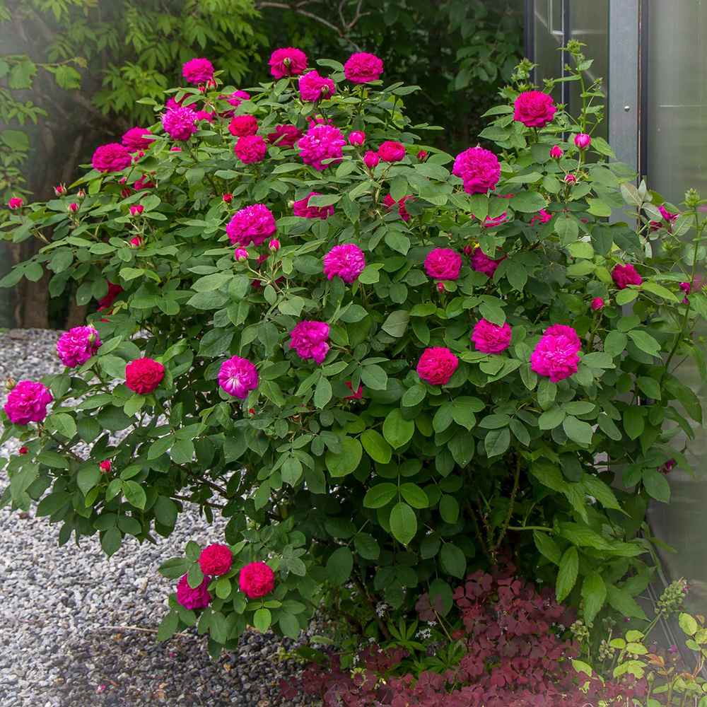 Trandafir de dulceata Teahibrid roz-violet Rose de Rescht, inflorire repetata