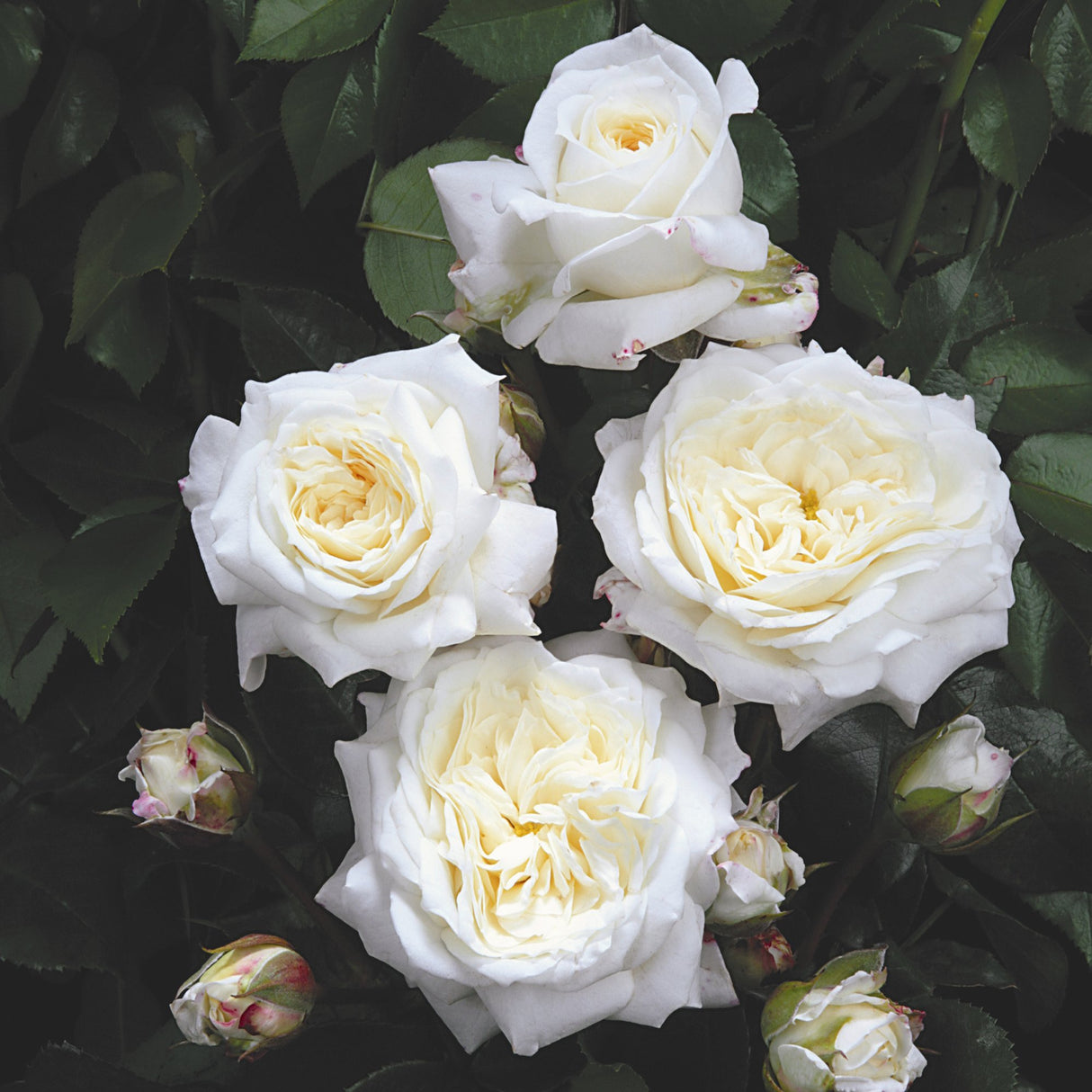 Trandafir Floribunda alb-cremos Alabaster, inflorire repetata