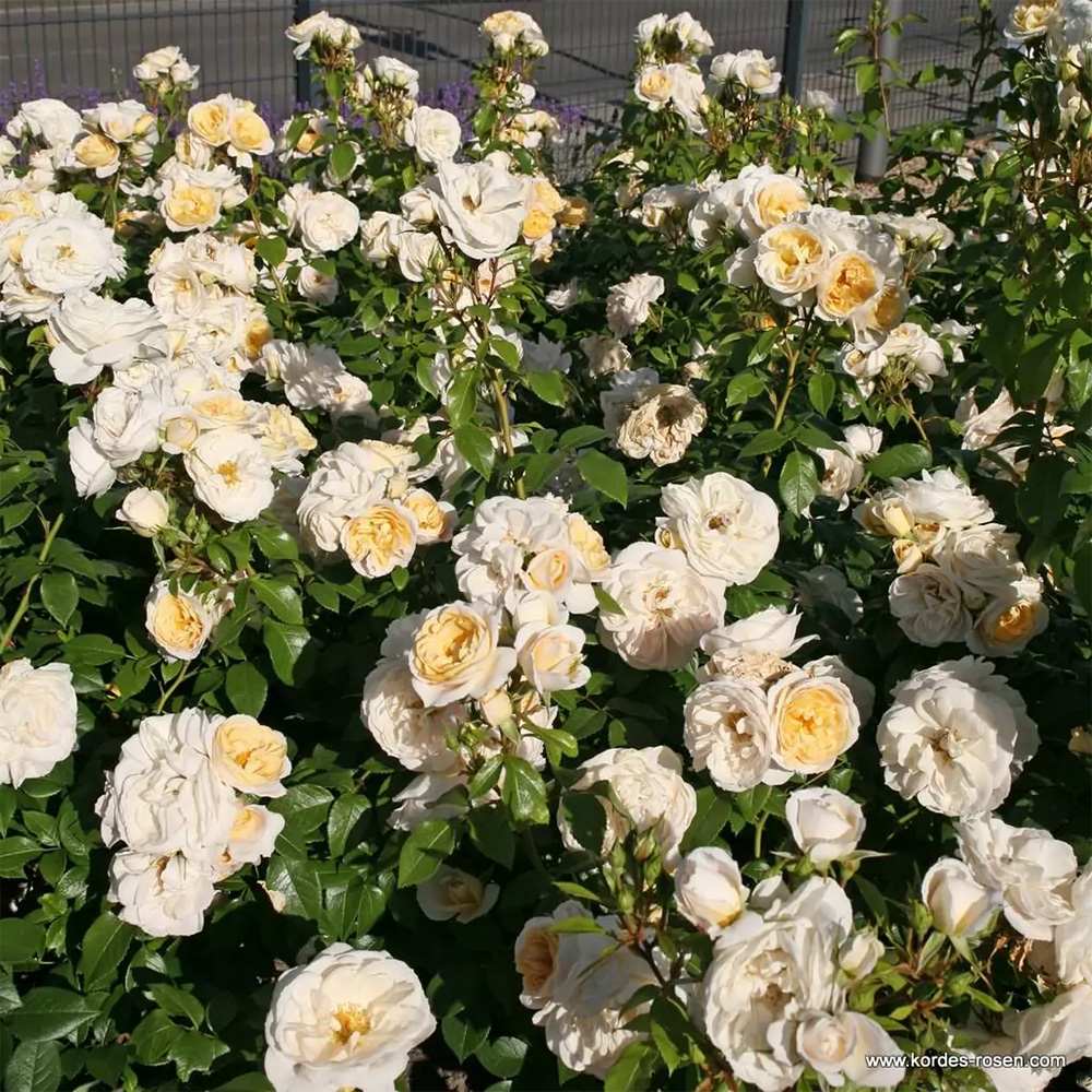 Trandafir floribunda alb Kosmos, cu parfum intens