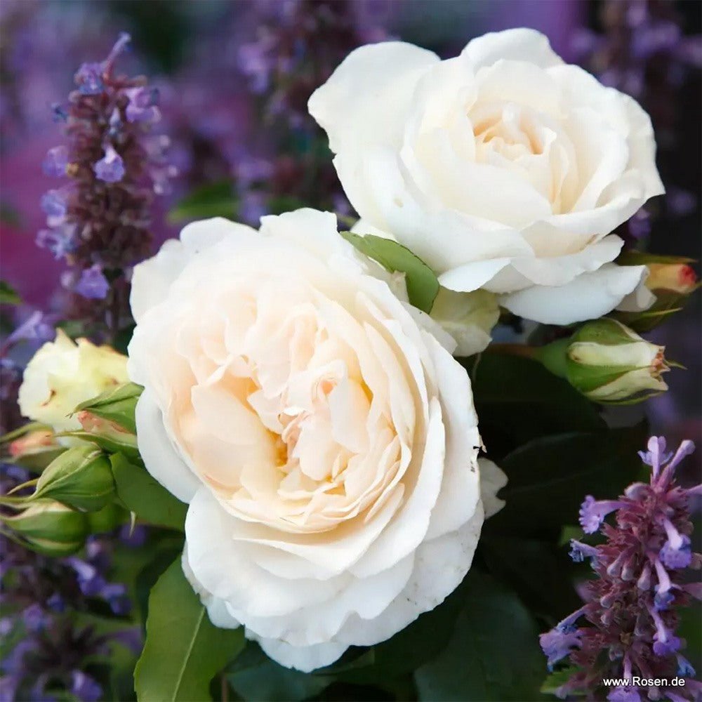 Trandafir floribunda alb Kosmos, cu parfum intens