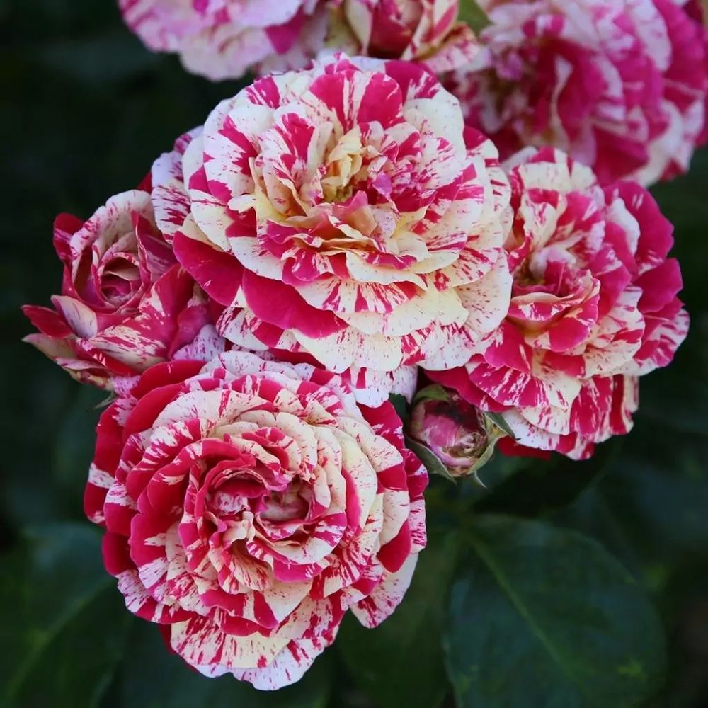 Trandafir Floribunda alb-rosu dungat Abracadabra, inflorire repetata