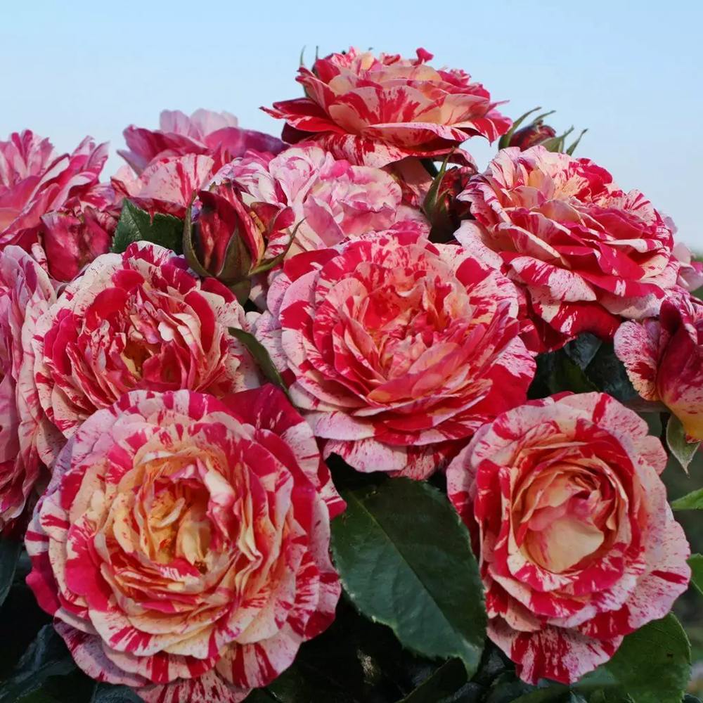 Trandafir Floribunda alb-rosu dungat Abracadabra, inflorire repetata