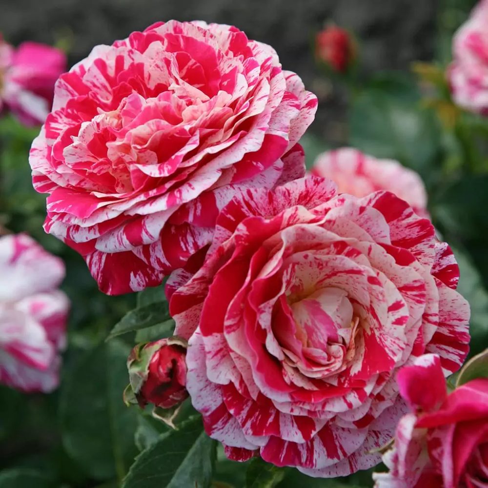 Trandafir Floribunda alb-rosu dungat Abracadabra, inflorire repetata