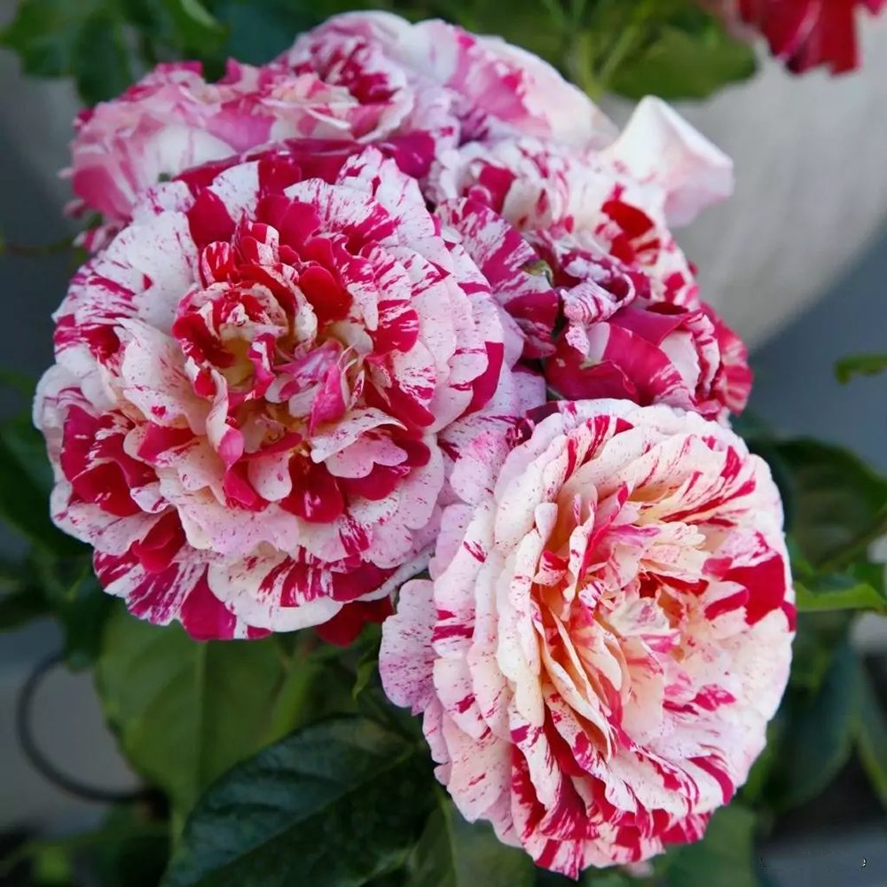 Trandafir Floribunda alb-rosu dungat Abracadabra, inflorire repetata