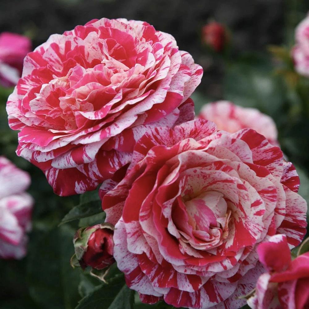 Trandafir Floribunda alb-rosu dungat Abracadabra, inflorire repetata