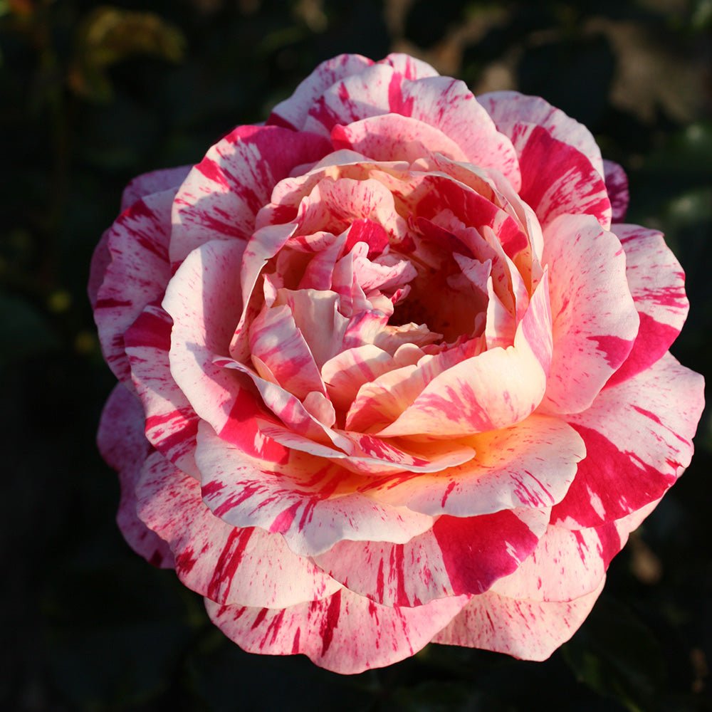 Trandafir Floribunda alb-rosu dungat Abracadabra, inflorire repetata