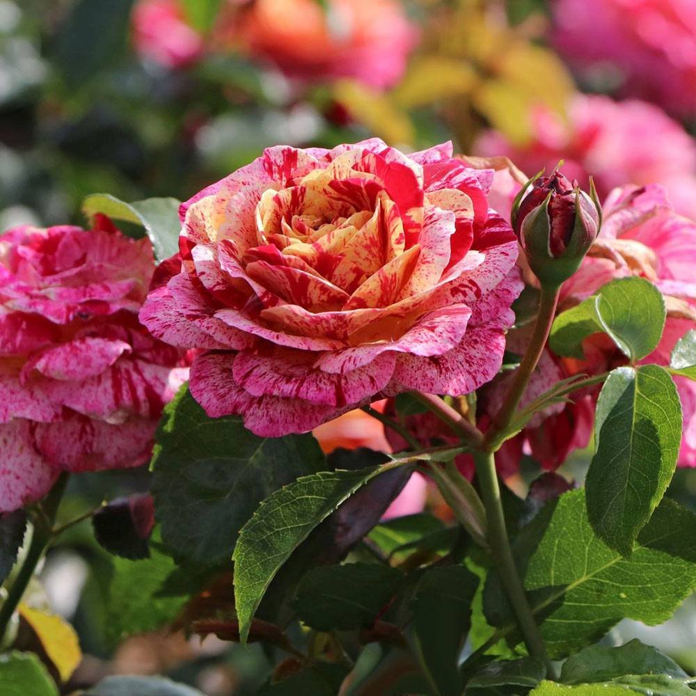 Trandafir Floribunda alb-rosu dungat Abracadabra, inflorire repetata