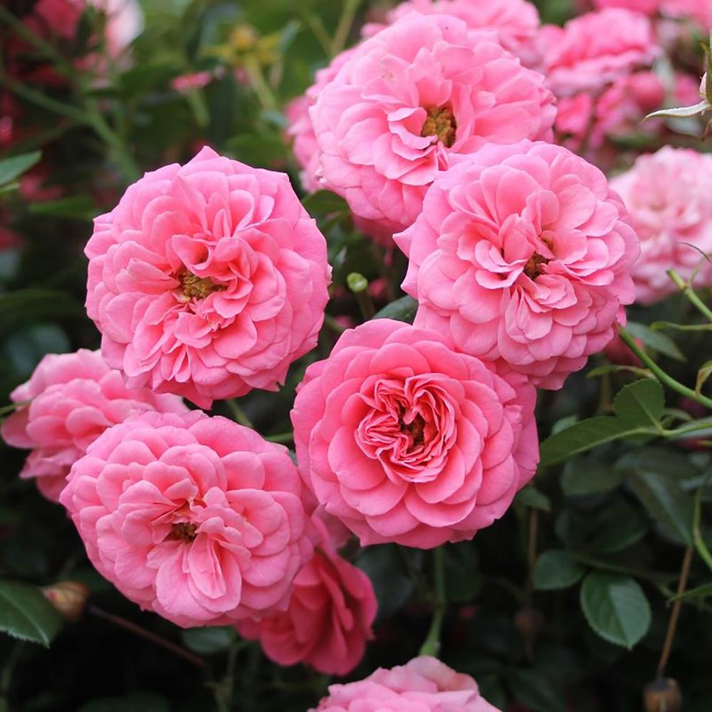 Trandafir Pitic Floribunda roz-aprins, Amulett, inflorire repetata