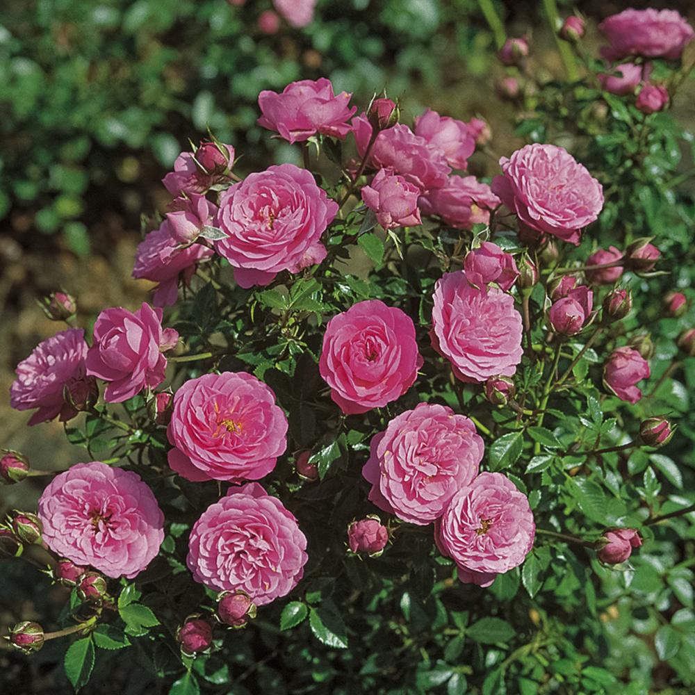 Trandafir Pitic Floribunda roz-aprins, Amulett, inflorire repetata