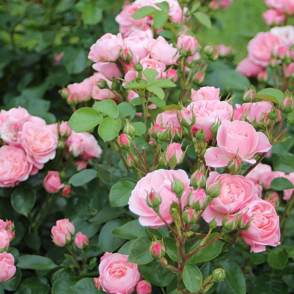 Trandafir Floribunda roz Bailando, inflorire repetata