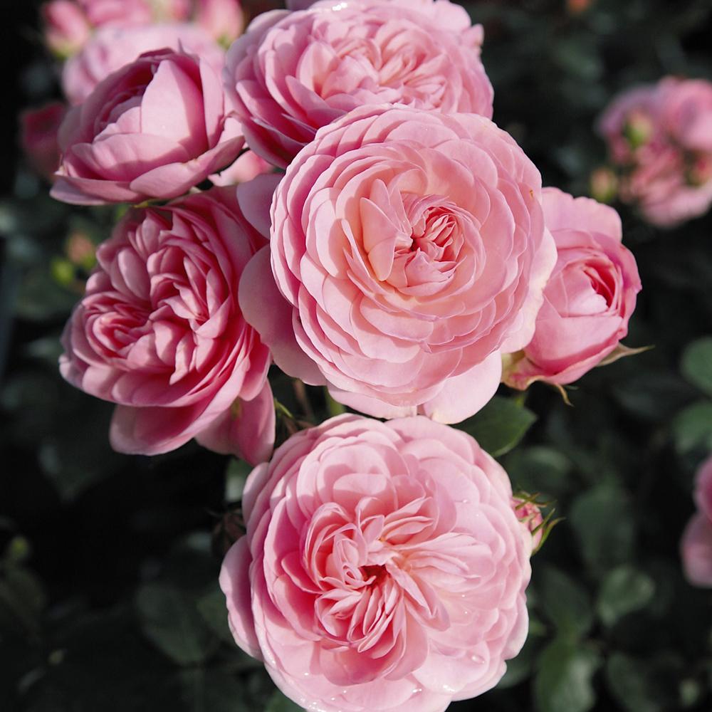 Trandafir Floribunda roz Bailando, inflorire repetata