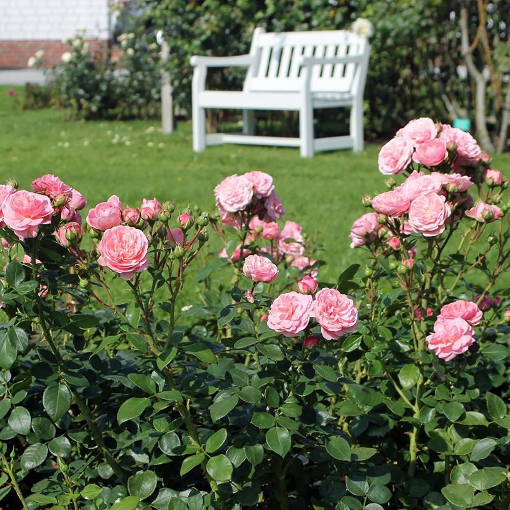 Trandafir Floribunda roz Bailando, inflorire repetata