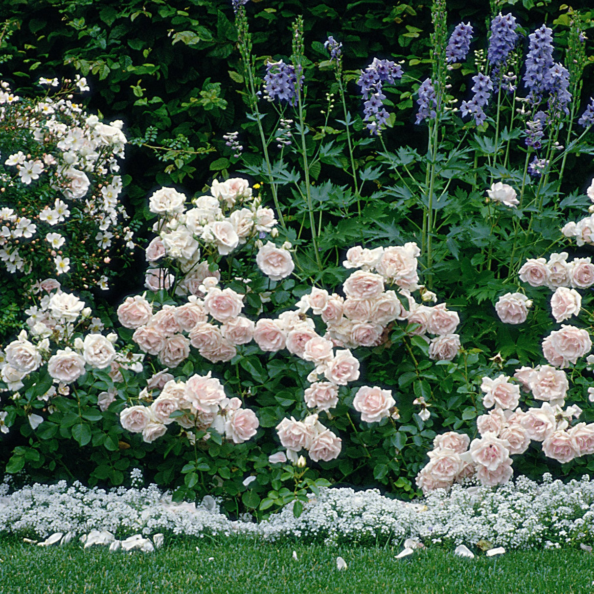 Trandafir Floribunda roz-pal Ballade, inflorire repetata