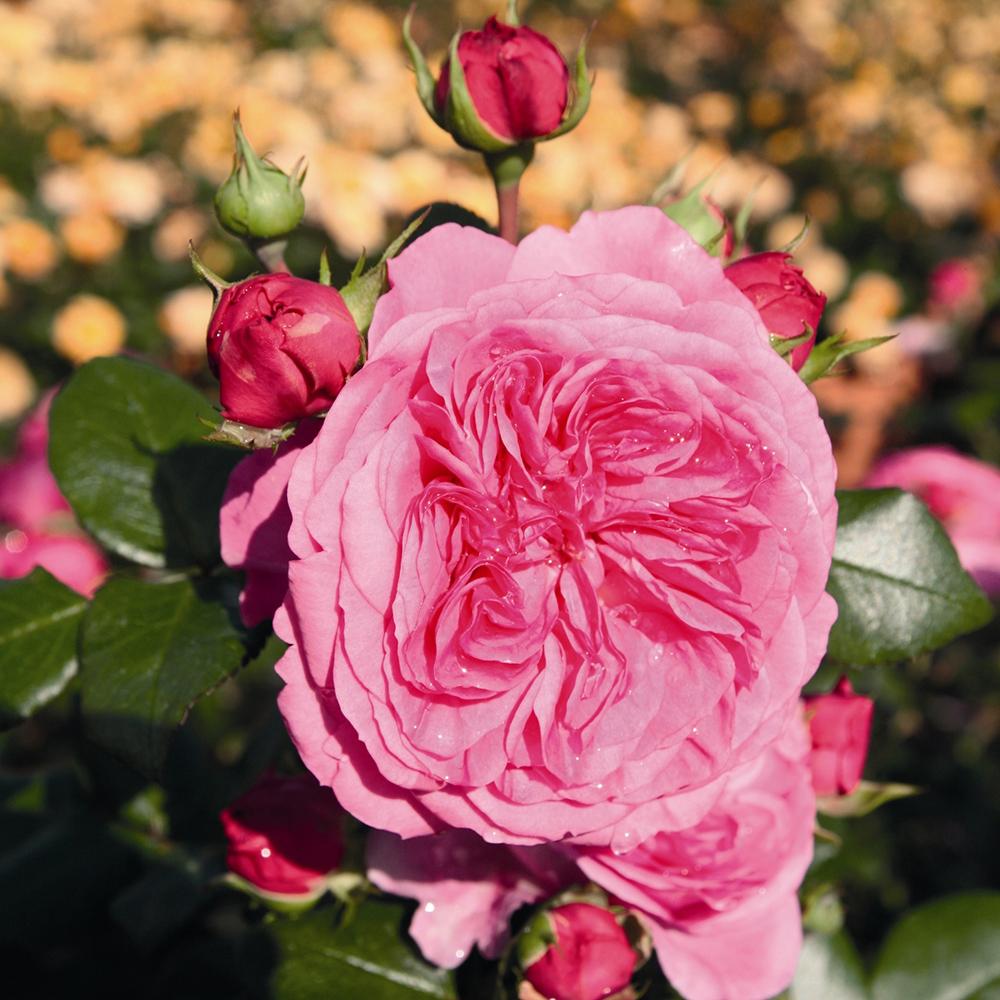 Trandafir Floribunda magenta Baronesse, inflorire repetata
