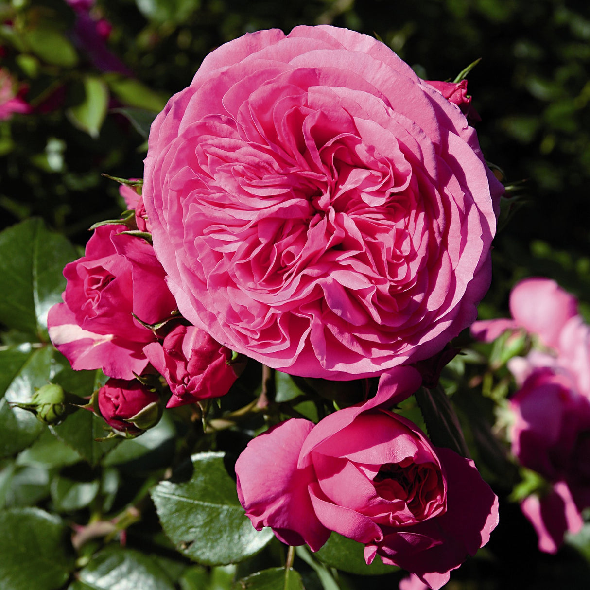 Trandafir Floribunda magenta Baronesse, inflorire repetata