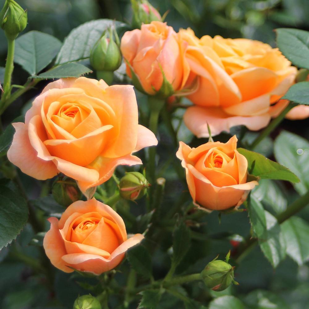 Trandafir Floribunda galben-ambra Bernstein Rose, inflorire repetata