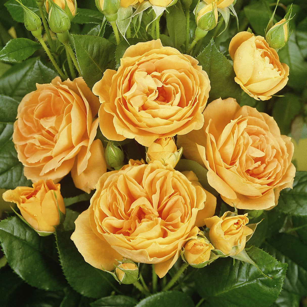 Trandafir Floribunda galben-ambra Bernstein Rose, inflorire repetata