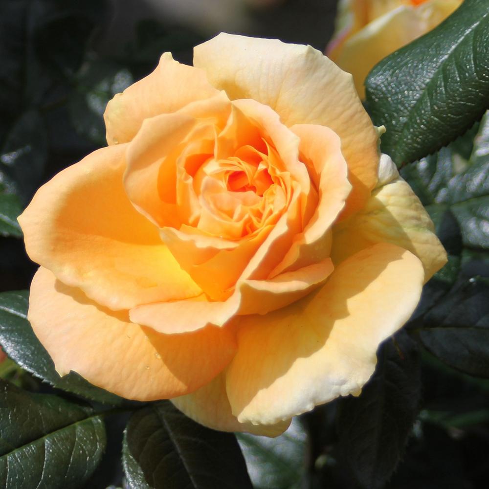 Trandafir Floribunda galben-ambra Bernstein Rose, inflorire repetata