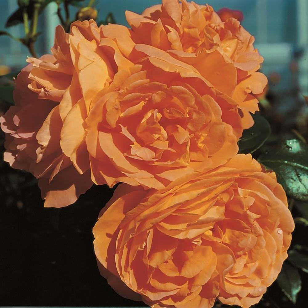 Trandafir Floribunda galben-ambra Bernstein Rose, inflorire repetata