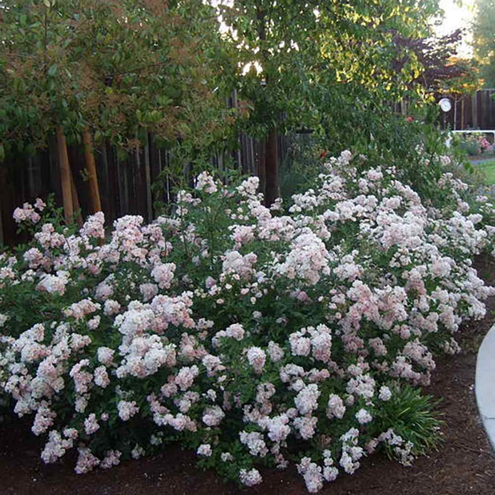 Trandafir Floribunda bicolor roz-alb crem Abigaile, inflorire repetata