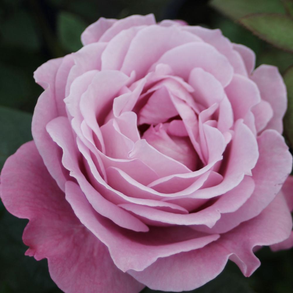 Trandafir Floribunda roz-violet Blue Parfum, cu parfum intens