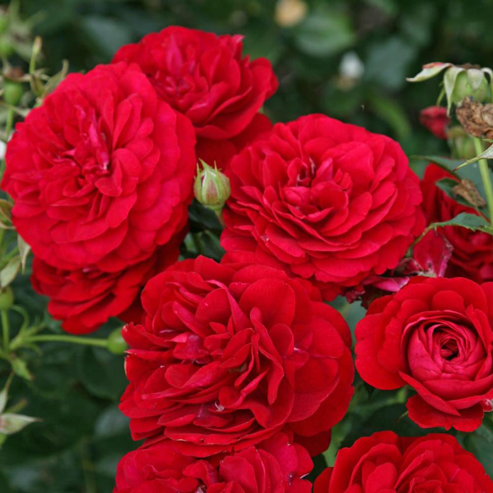 Trandafir Floribunda rosu-catifelat Bordeaux, cu parfum intens