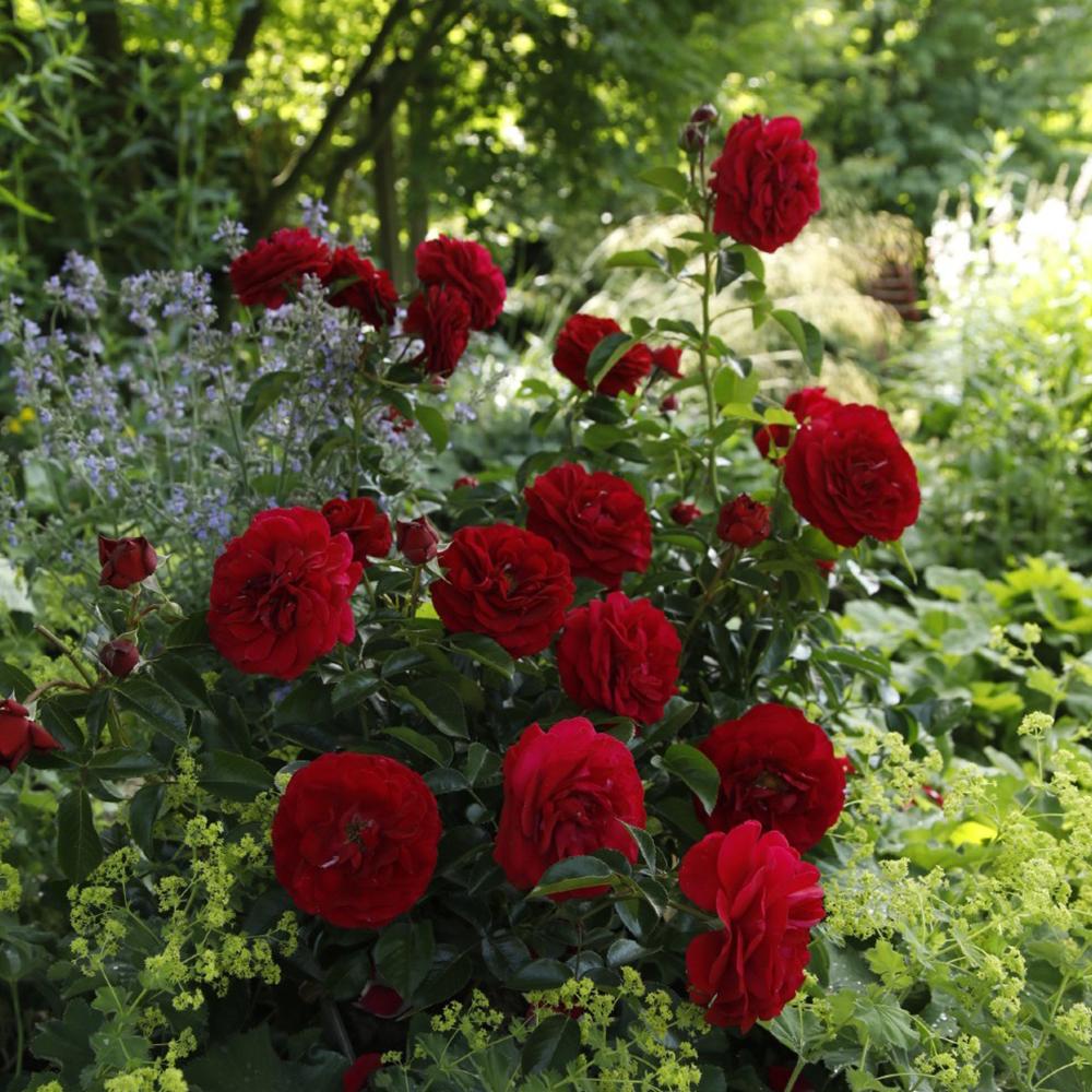 Trandafir Floribunda rosu-catifelat Bordeaux, cu parfum intens