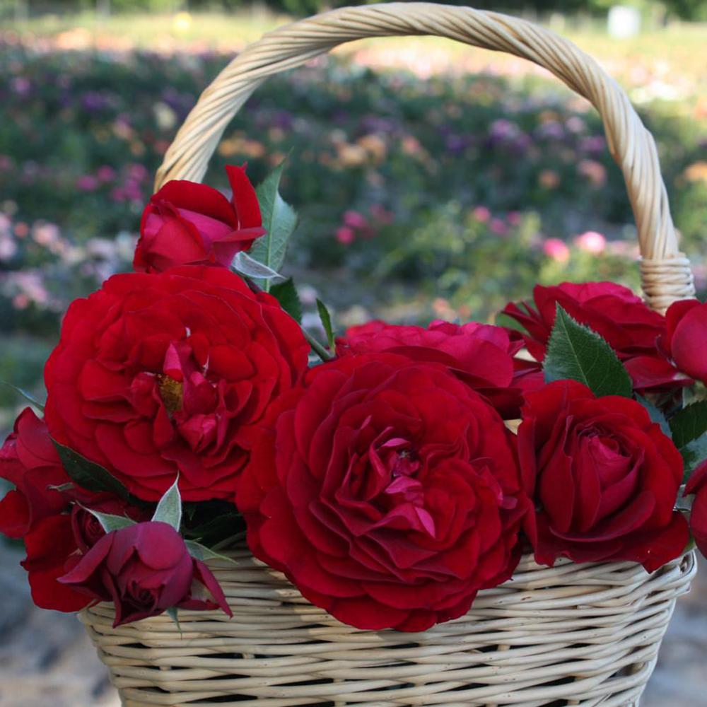 Trandafir Floribunda rosu-catifelat Bordeaux, cu parfum intens