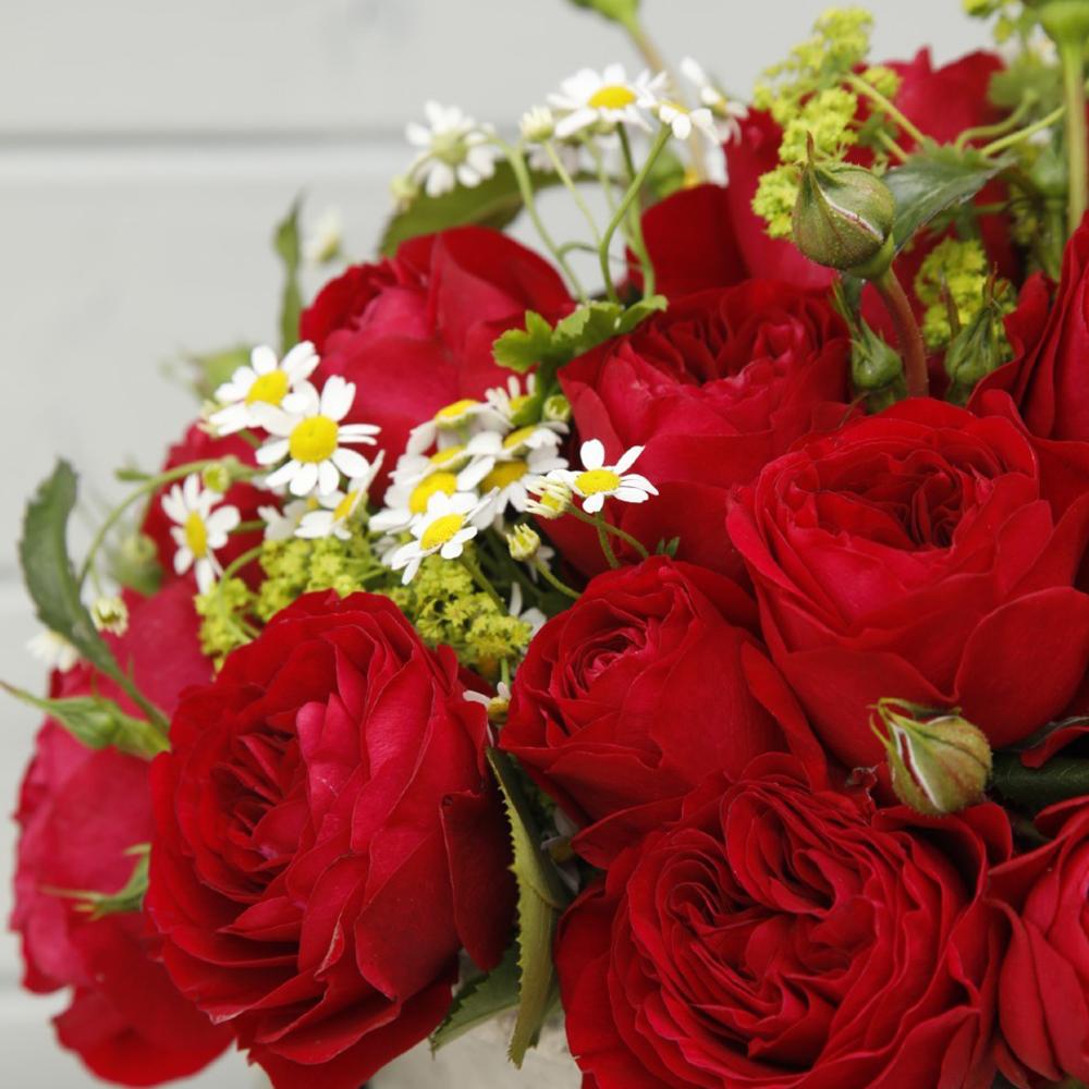 Trandafir Floribunda rosu-catifelat Bordeaux, cu parfum intens