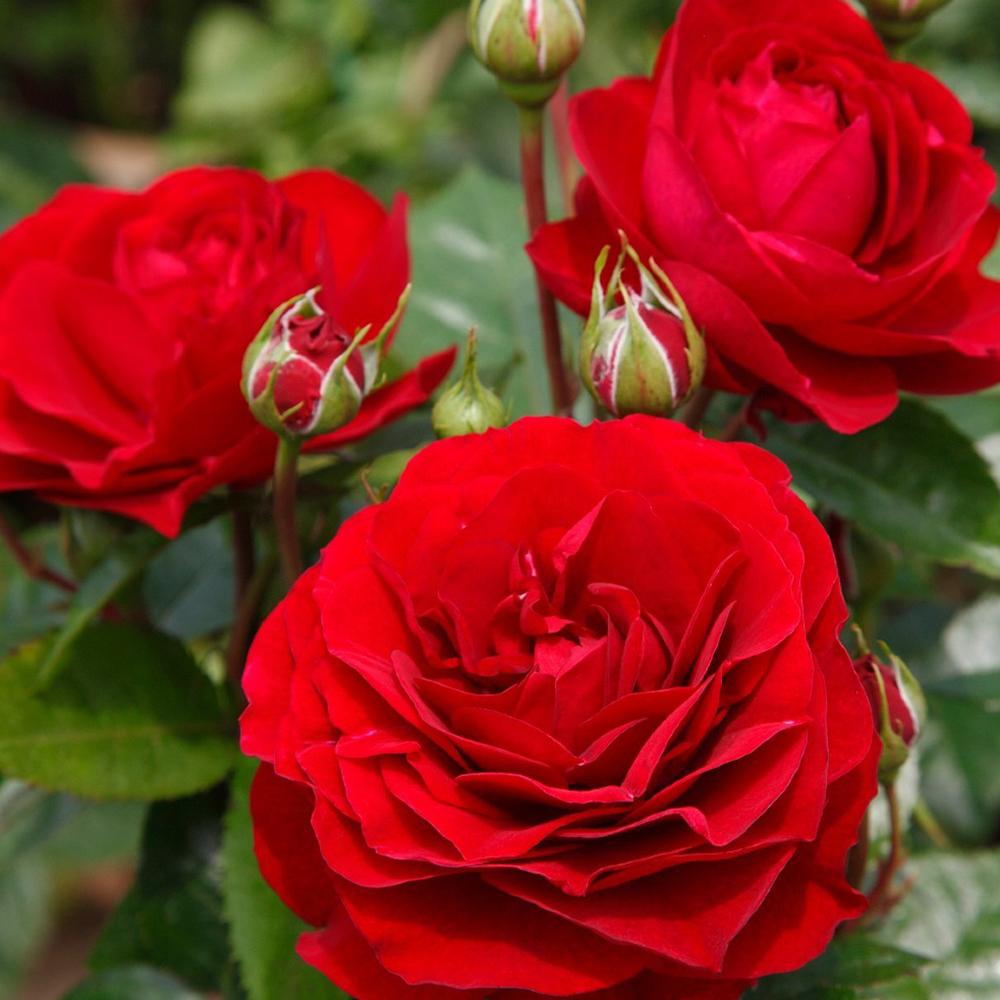 Trandafir Floribunda rosu-catifelat Bordeaux, cu parfum intens