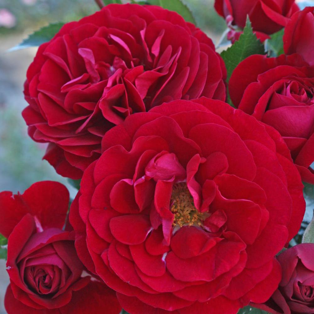 Trandafir Floribunda rosu-catifelat Bordeaux, cu parfum intens