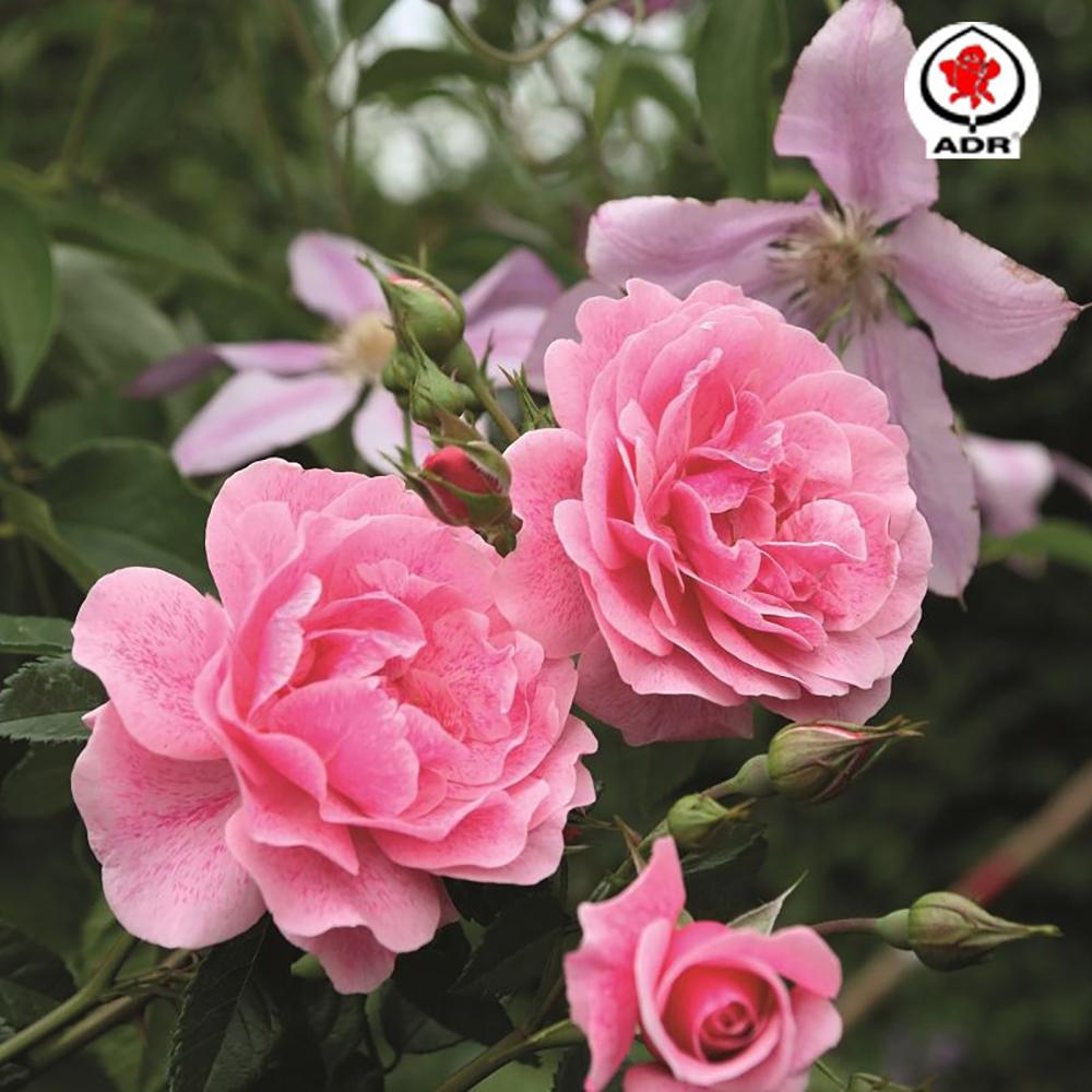 Trandafir Floribunda roz intens Camelot, cu parfum intens
