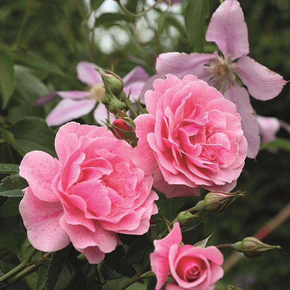 Trandafir Floribunda roz intens Camelot, cu parfum intens