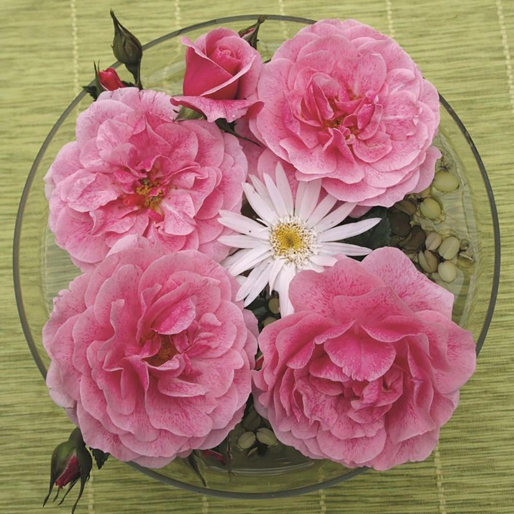 Trandafir Floribunda roz intens Camelot, cu parfum intens