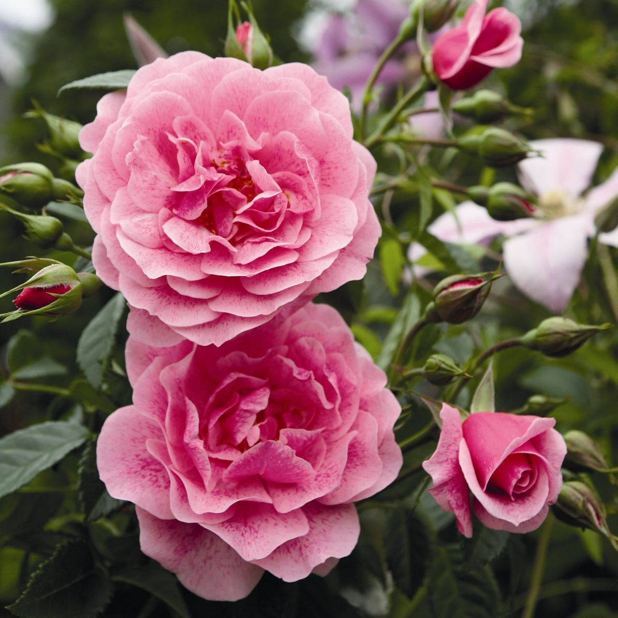 Trandafir Floribunda roz intens Camelot, cu parfum intens