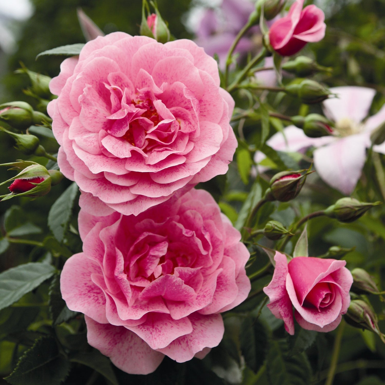 Trandafir Floribunda roz intens Camelot, cu parfum intens