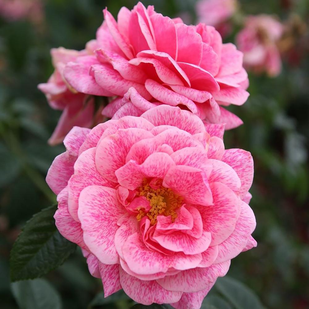 Trandafir Floribunda roz intens Camelot, cu parfum intens