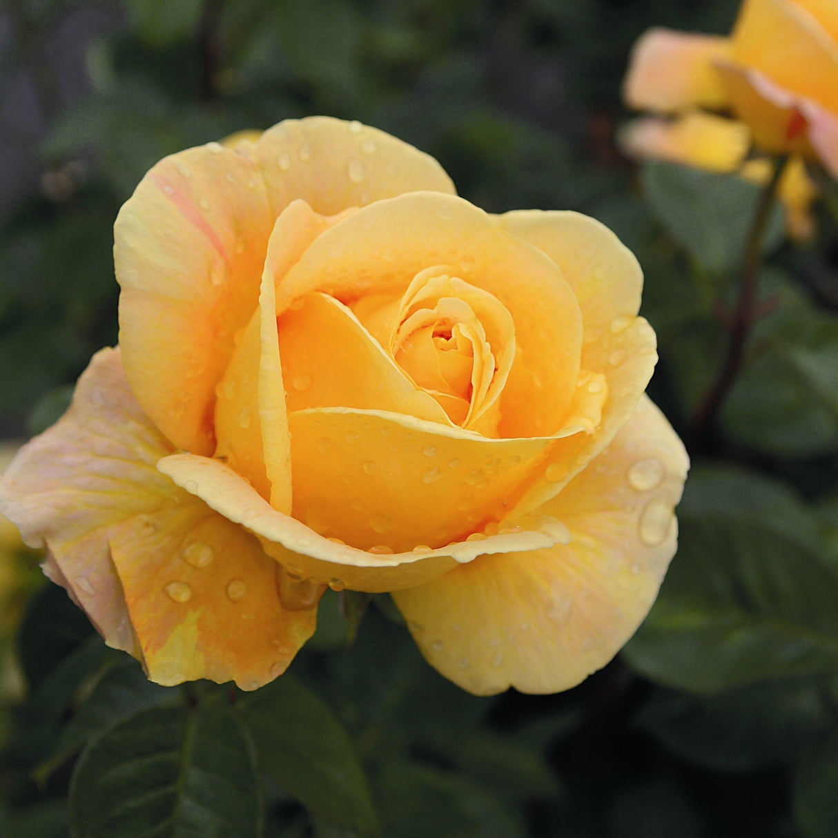 Trandafir Teahibrid/Nobil galben-auriu Candlelight, parfum intens