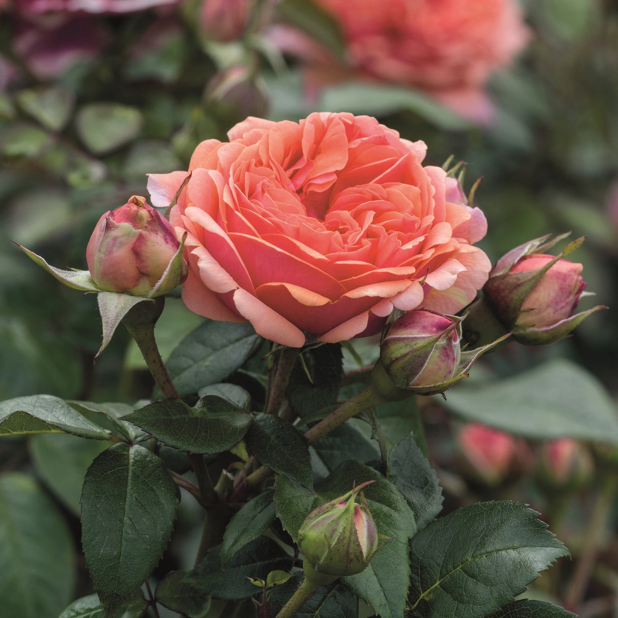 Trandafir Teahibrid roz-somon Chippendale, cu parfum intens